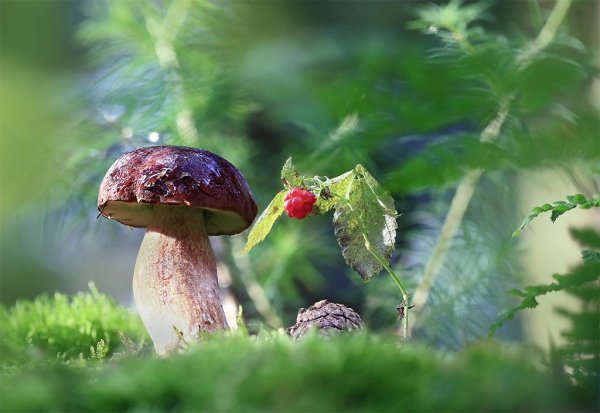 Грибы под дождем
