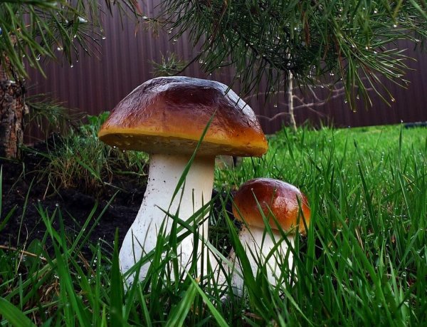 Грибы после дождя