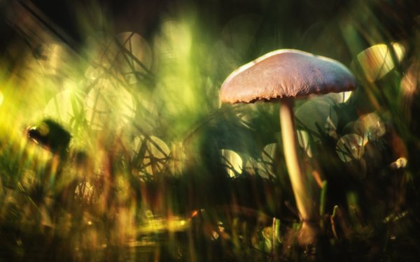 Роса на грибах