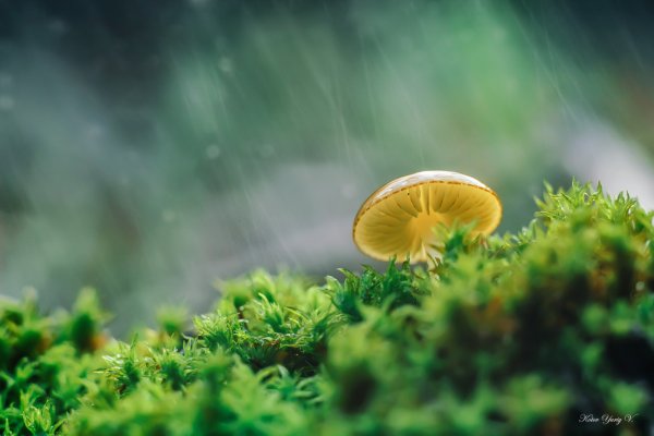 Грибной дождь мох