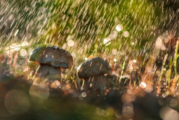 Ливень летом