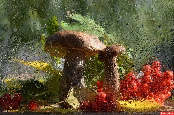 Грибы под дождем