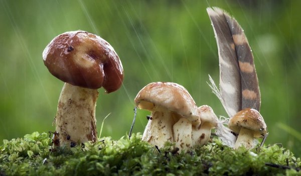 Грибной дождь и грибы