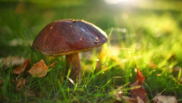 Живой грибочек