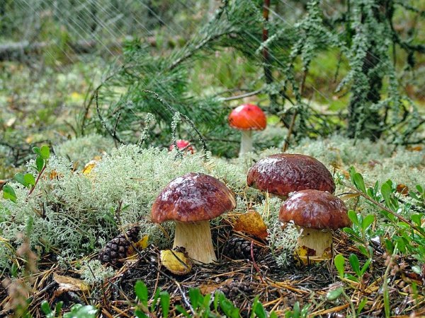 Кольский полуостров грибы и ягоды