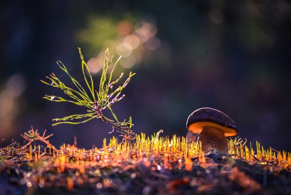 Гриб под дождем макро