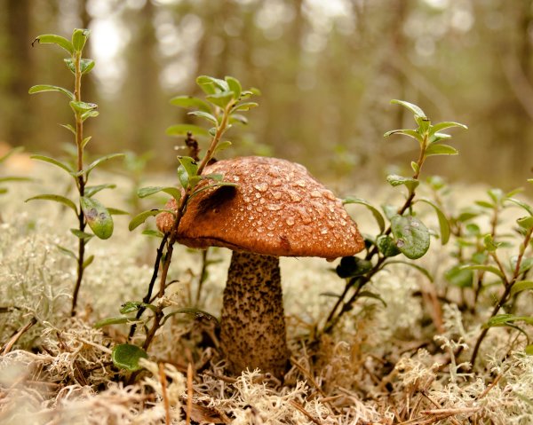 Грибы после дождя