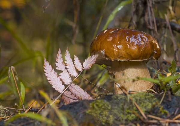 Грибной дождь и грибы