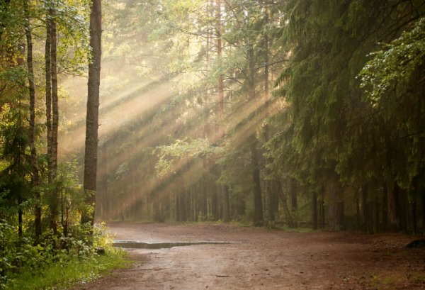 Экологическая тропа Сосновый Бор