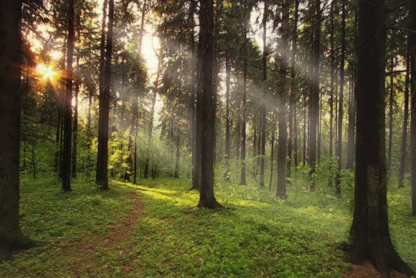 Хвойный лес после дождя