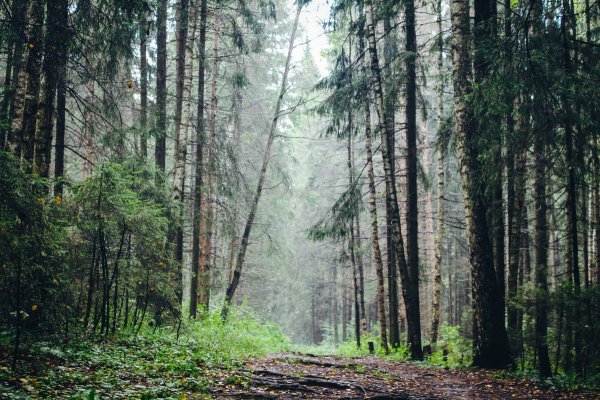 Лиственный лес после дождя