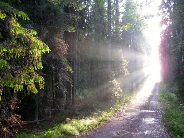 Лесная дорога после дождя