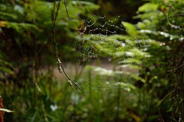 Лес после дождя Эстетика