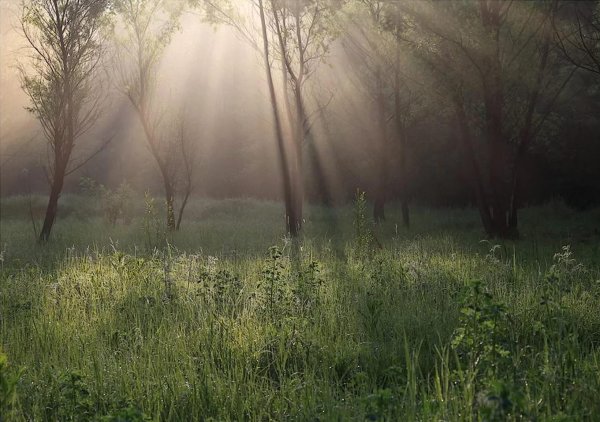 Утренний туман