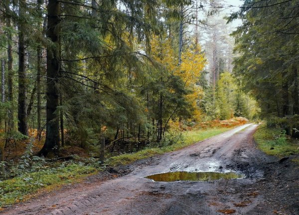 Пейзаж леса после дождя