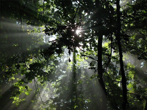 Лес после дождя