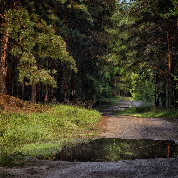 Лес после дождя