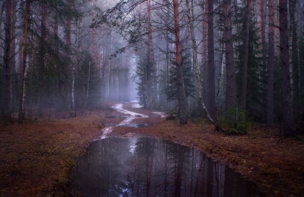 Лужа в лесу