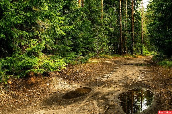 Лужа на Лесной дороге