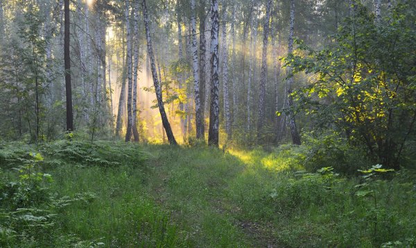 Июньский лес