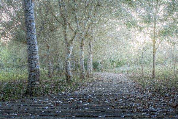 Лес после дождя