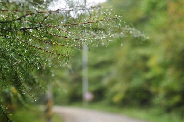 Лето елки дождь