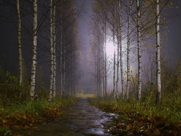 Весенний вечер в лесу