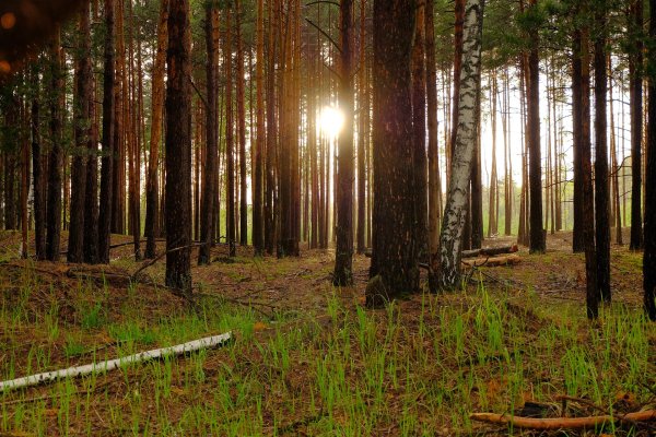 Лес после дождя