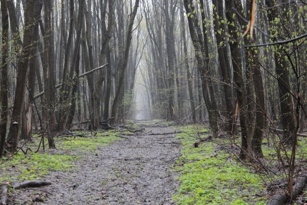 Уральский лес после дождя