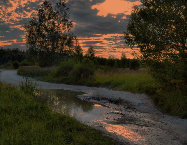 Летний вечер в лесу