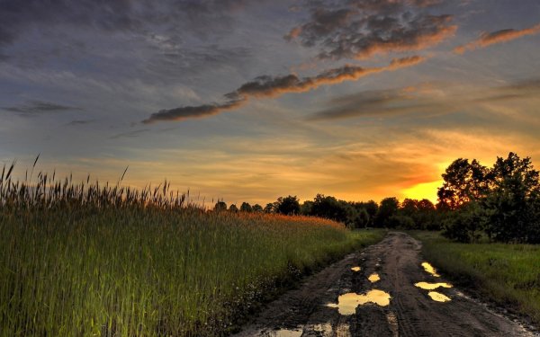 Дорога в поле