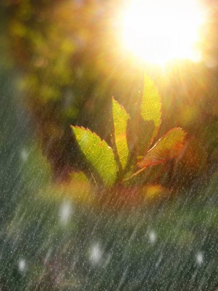 Дождь и солнце