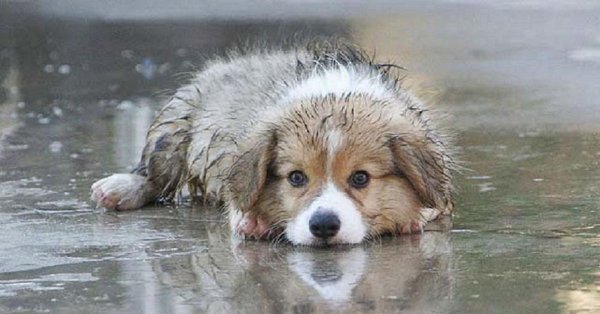 The pup is wet