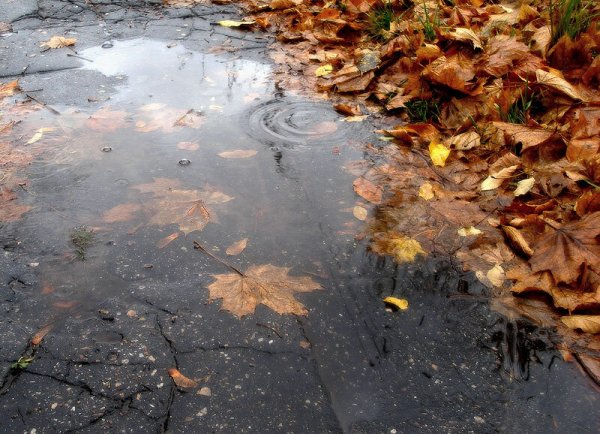 Осень слякоть дождь