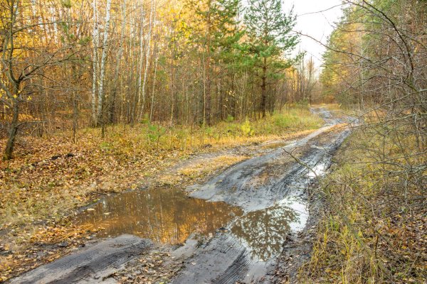 Осень слякоть грязь
