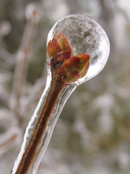 Обледенение деревьев