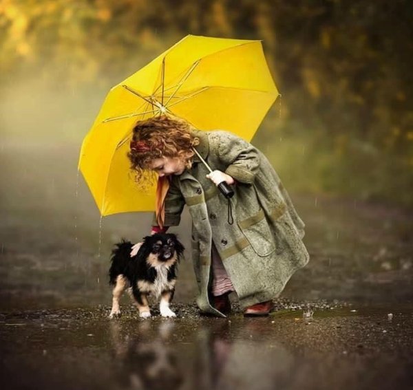 Собака под дождем