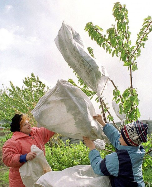 Укрытие растений от заморозков