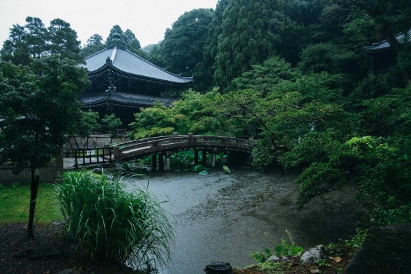 Японский сад дождь