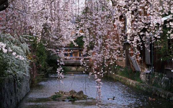 Сад Василеостровец Сакура