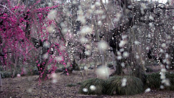 Япония осенний дождь