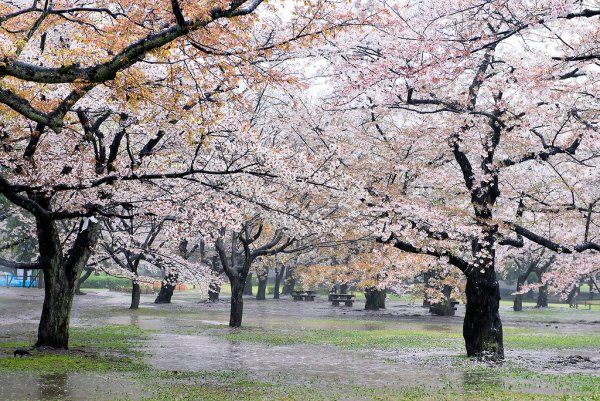 Весенний дождь в Японии