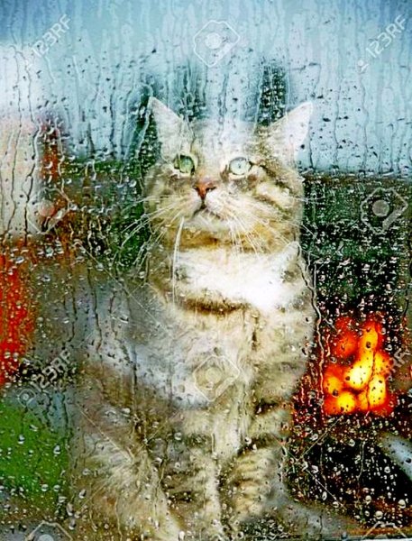 Кот и дождик