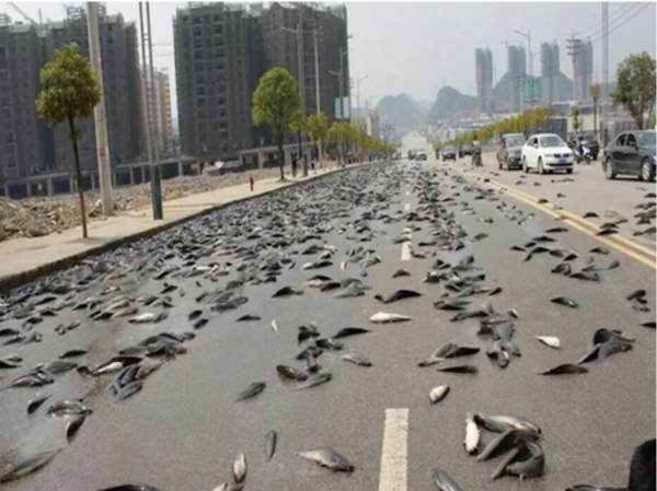 Йоро рыбный дождь