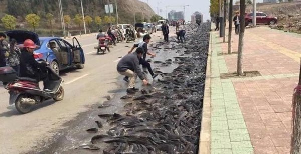 Рыбный дождь в городе Йоро