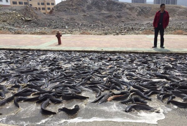 Йоро рыбный дождь