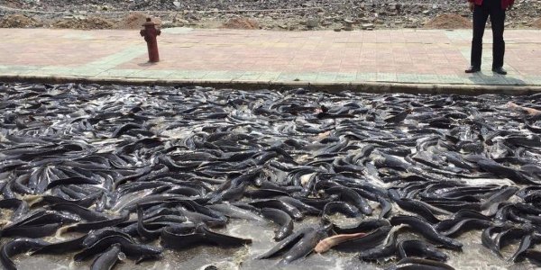 Дождь из рыбы