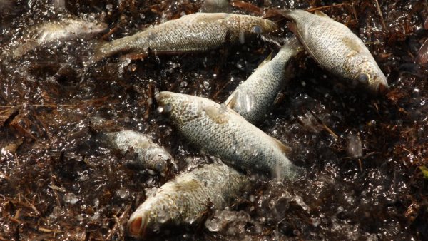 Рыба в луже