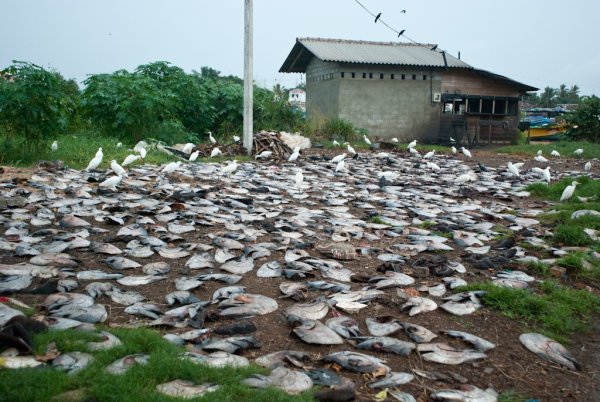 Йоро Гондурас рыбный дождь