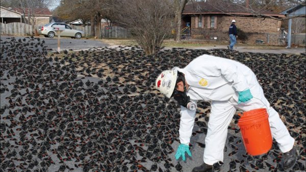 Дождь из животных